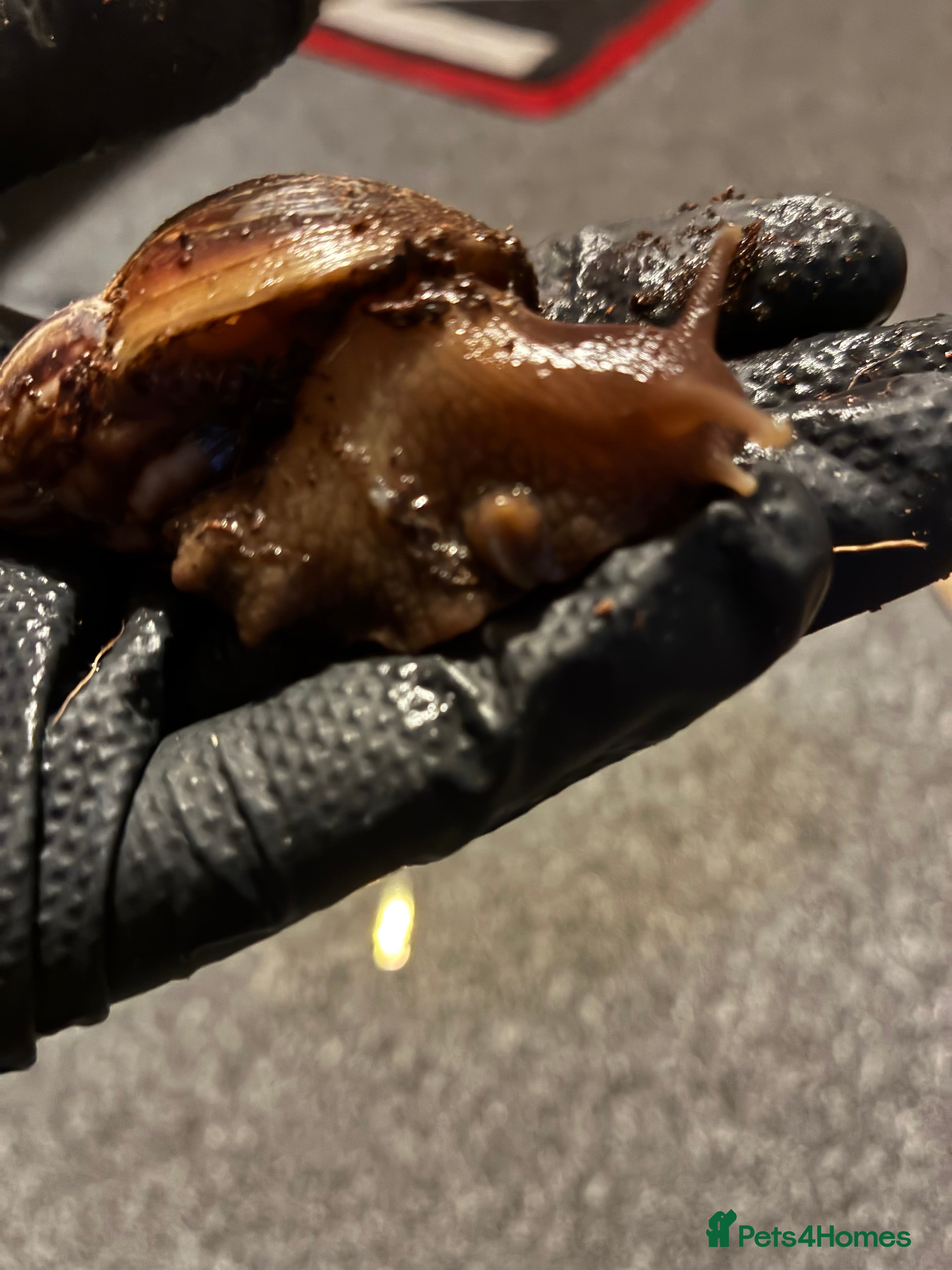 Snails invertebrates Giant African Land Snail in Saint Leonards-on-sea - Advert 3