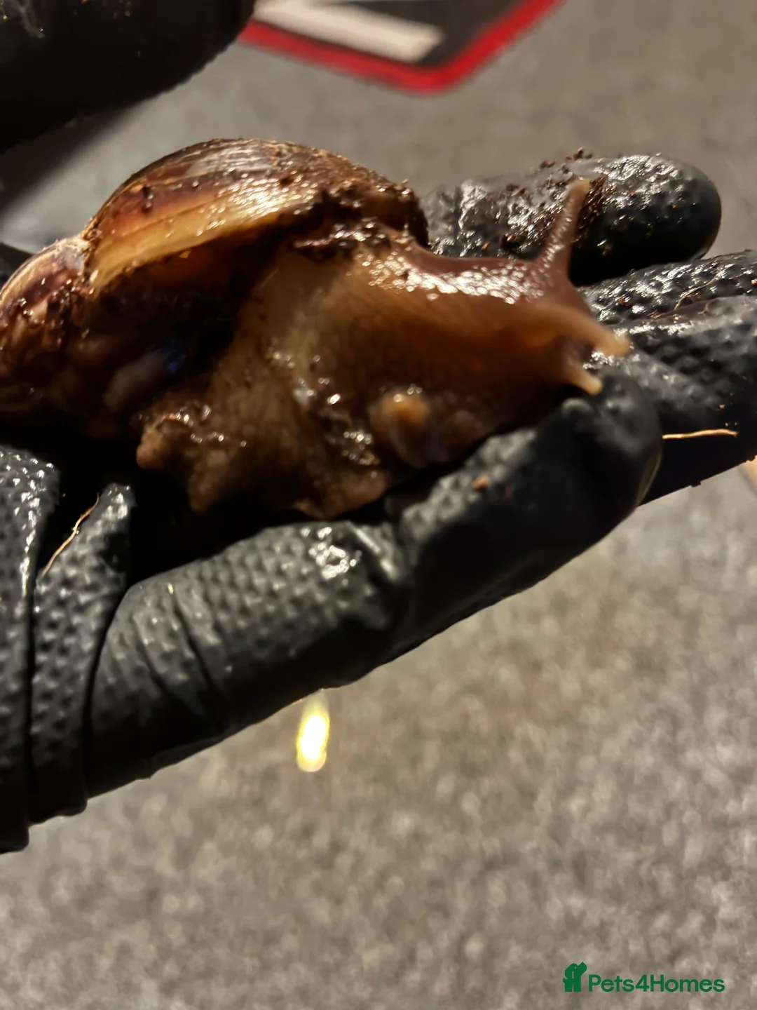 Snails invertebrates for sale: Giant African Land Snail in Saint Leonards-on-sea - Advert 1