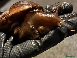 Snails invertebrates Giant African Land Snail in Saint Leonards-on-sea - Advert 3