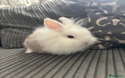 Lionhead rabbits for sale: 4 lionhead x Netherland dwarf mix breeds - Image 4