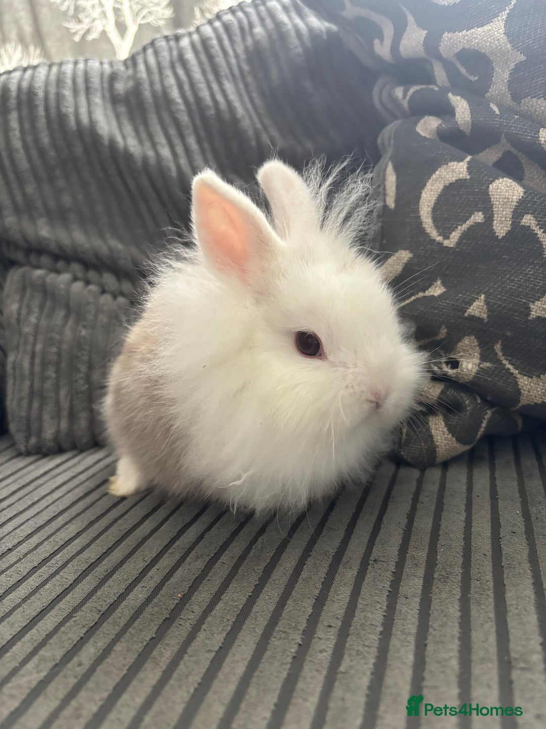 Lionhead rabbits for sale: 4 lionhead x Netherland dwarf mix breeds - Image 4