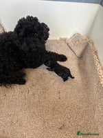 Maltipoo dogs - Advert 1