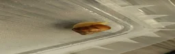 Snails invertebrates for sale: Giant African Land Snails  - Advert 7