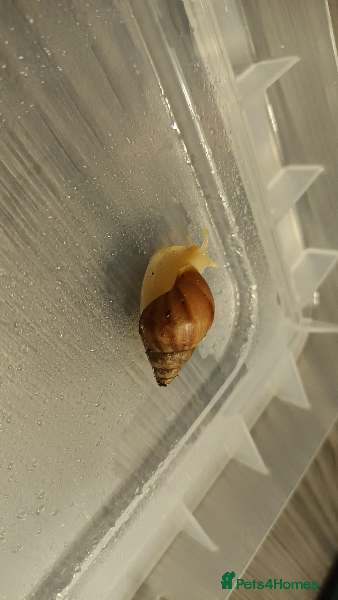 Snails invertebrates for sale: Giant African Land Snails  - Advert 7