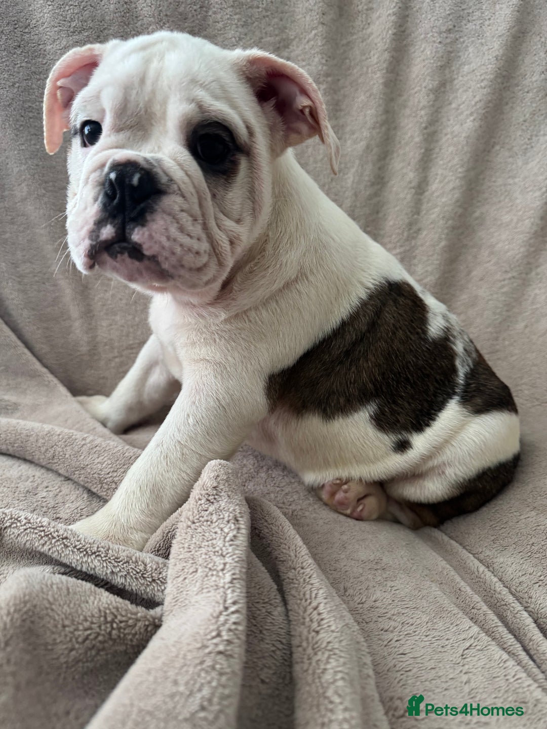 English Bulldog dogs for sale: KC Registered English Bulldog Puppies READY NOW!! - Image 19