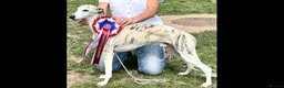 Whippet dogs for sale: Whippet pups for sale - Advert 2