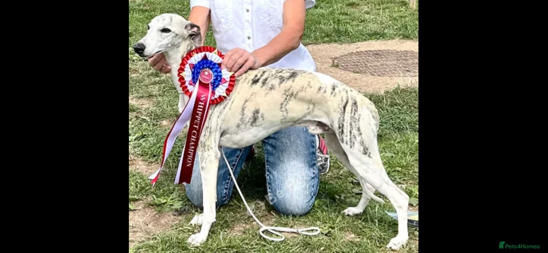 Whippet dogs for sale: Whippet pups for sale - Advert 2