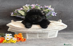 Chow Chow dogs for sale: Exotic colour Pure chow chow puppies for sale  - Image 17