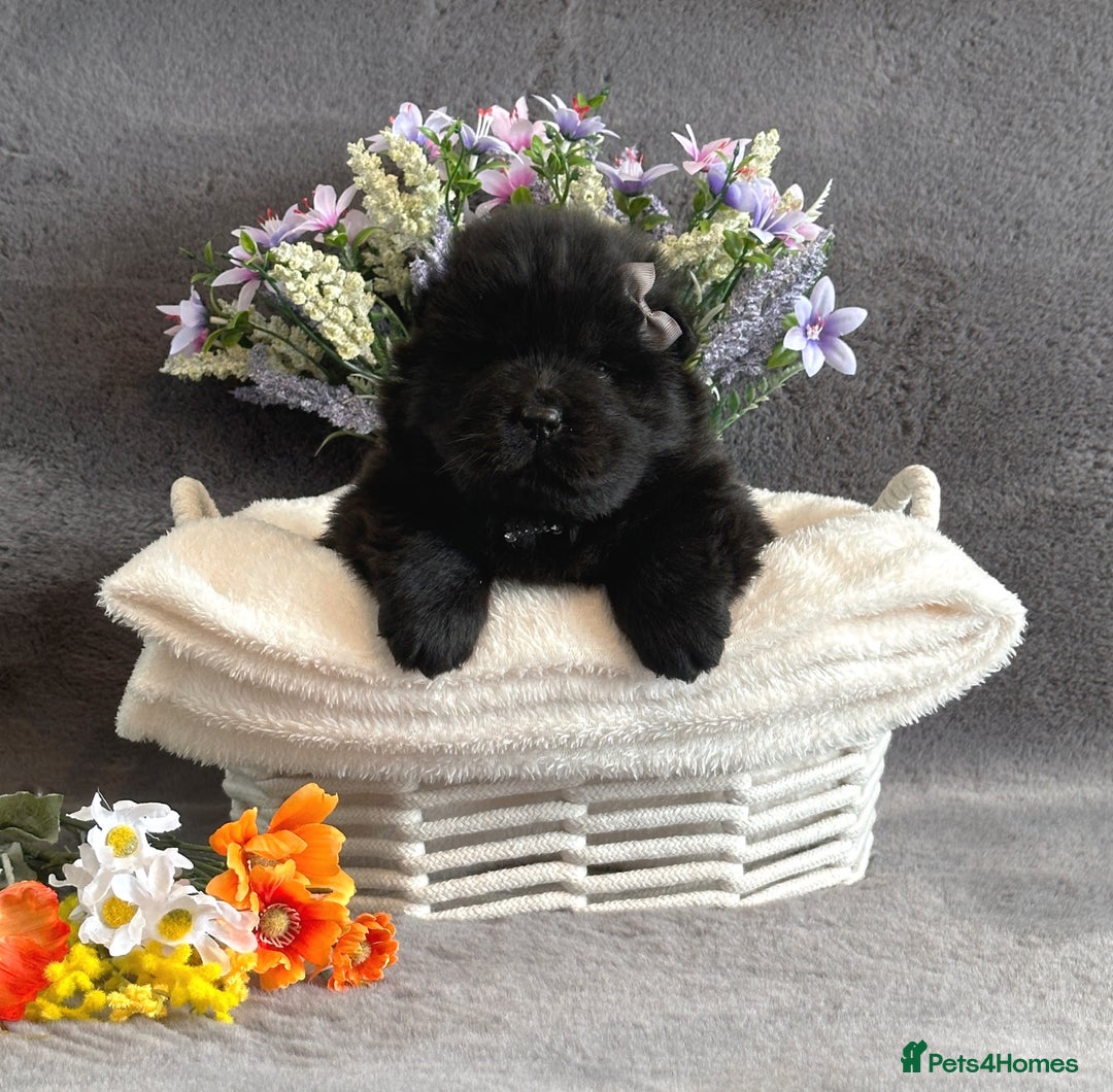 Chow Chow dogs for sale: Exotic colour Pure chow chow puppies for sale  - Image 17