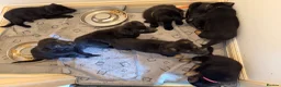 German Shepherd dogs for sale: 8 German Shepard puppies 4 black 4 Black and Tan  - Advert 18
