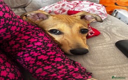 Lurcher dogs for sale: Loving 6Month Old Lurcher Puppy - Image 11