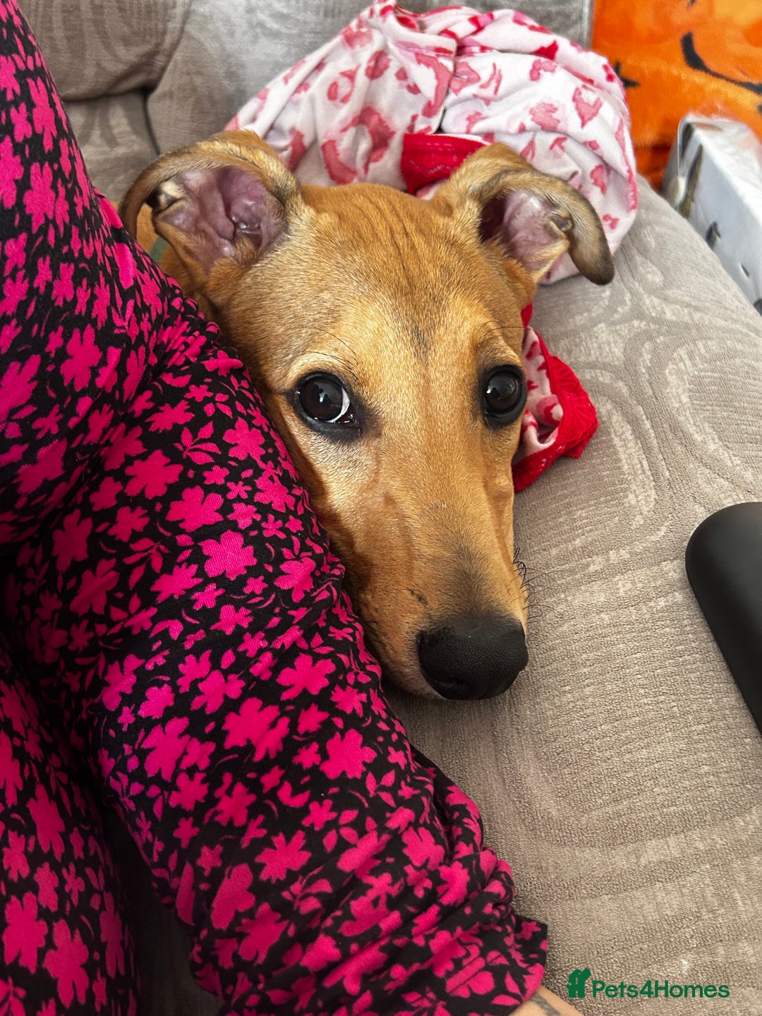 Lurcher dogs for sale: Loving 6Month Old Lurcher Puppy - Image 11