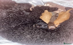 Miniature Poodle dogs for sale: Beautiful Miniature/Toy poodles  - Image 15