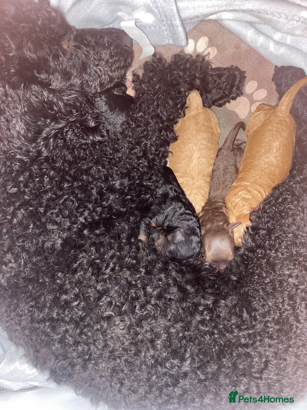 Miniature Poodle dogs for sale: Beautiful Miniature/Toy poodles  - Image 15