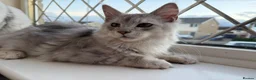 Maine Coon cats for sale: Majestic Maine coon Kittens - Advert 6