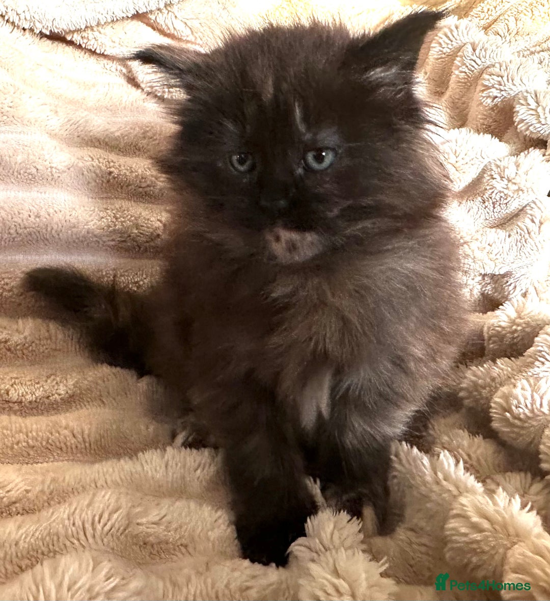 Maine Coon cats for sale: Tica Registered Maine Coons  - Advert 4