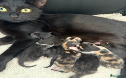 Mixed Breed cats for sale: 2 beautiful tiny kittens  - Image 8