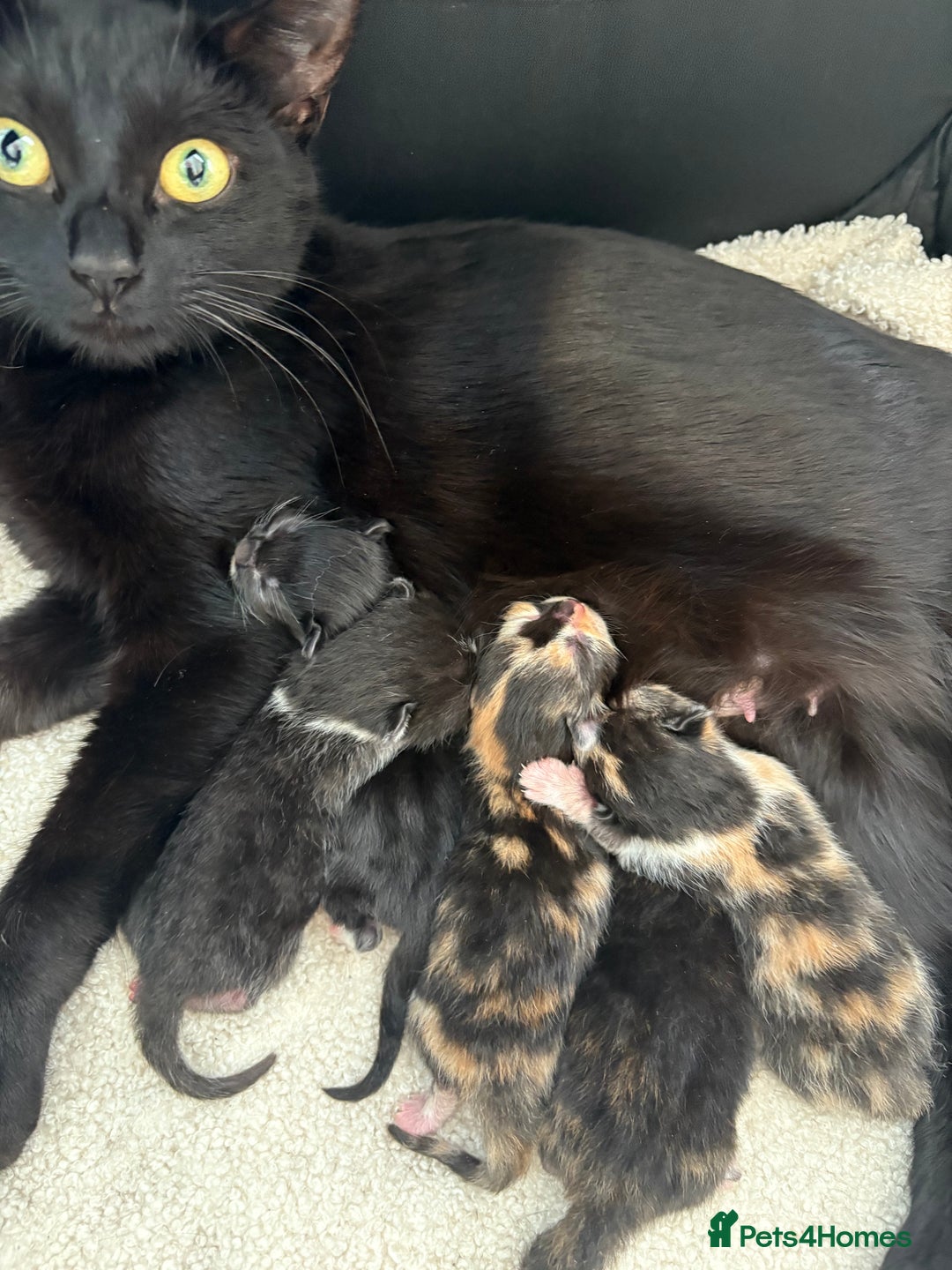 Mixed Breed cats for sale: 2 beautiful tiny kittens  - Image 8