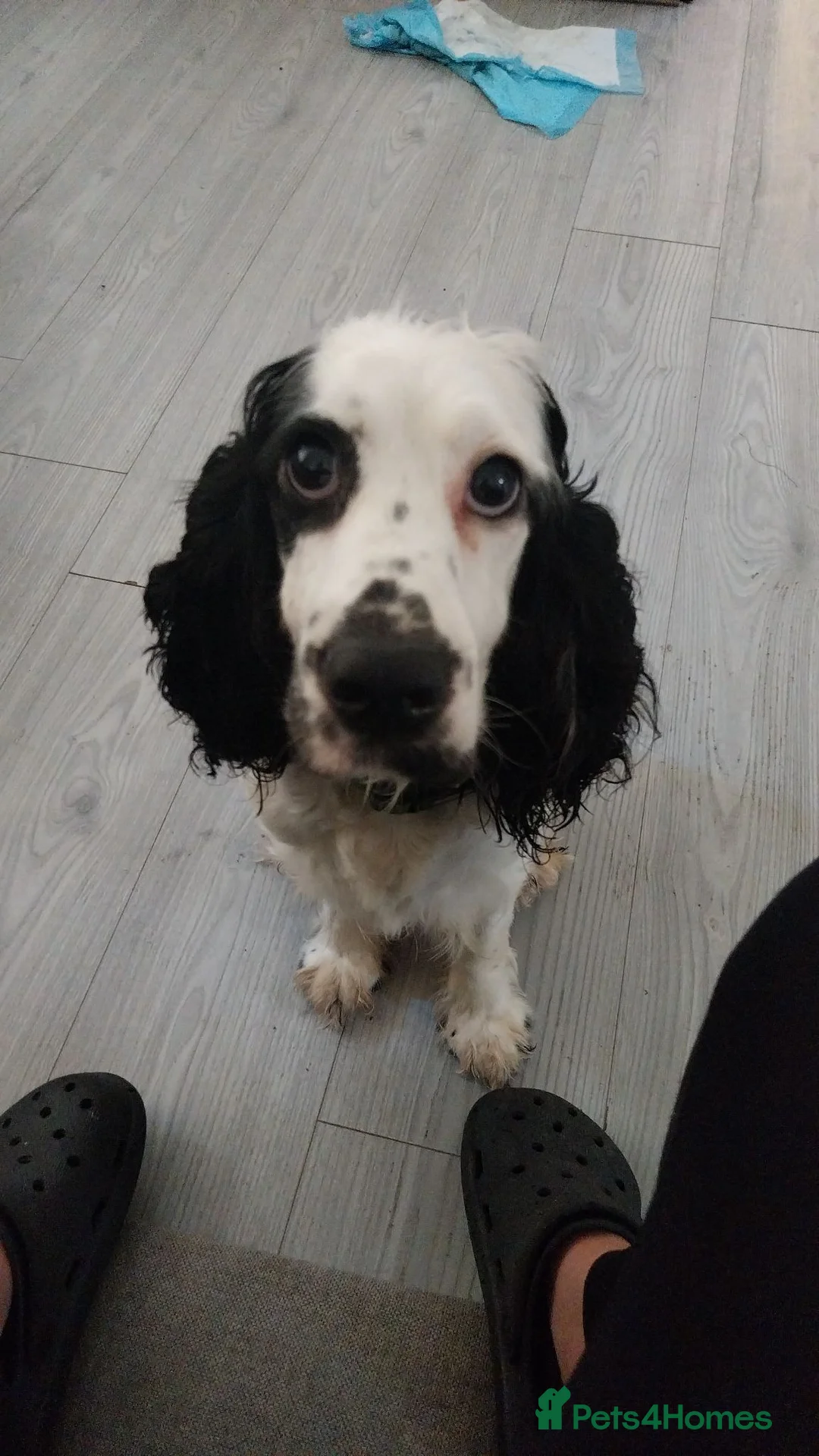 Cockapoo dogs for sale: F1b cockapoo puppies  - Advert 5