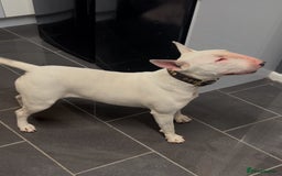 English Bull Terrier dogs for sale: Ready to leave !!! champion bloodlines kc reg - Image 2