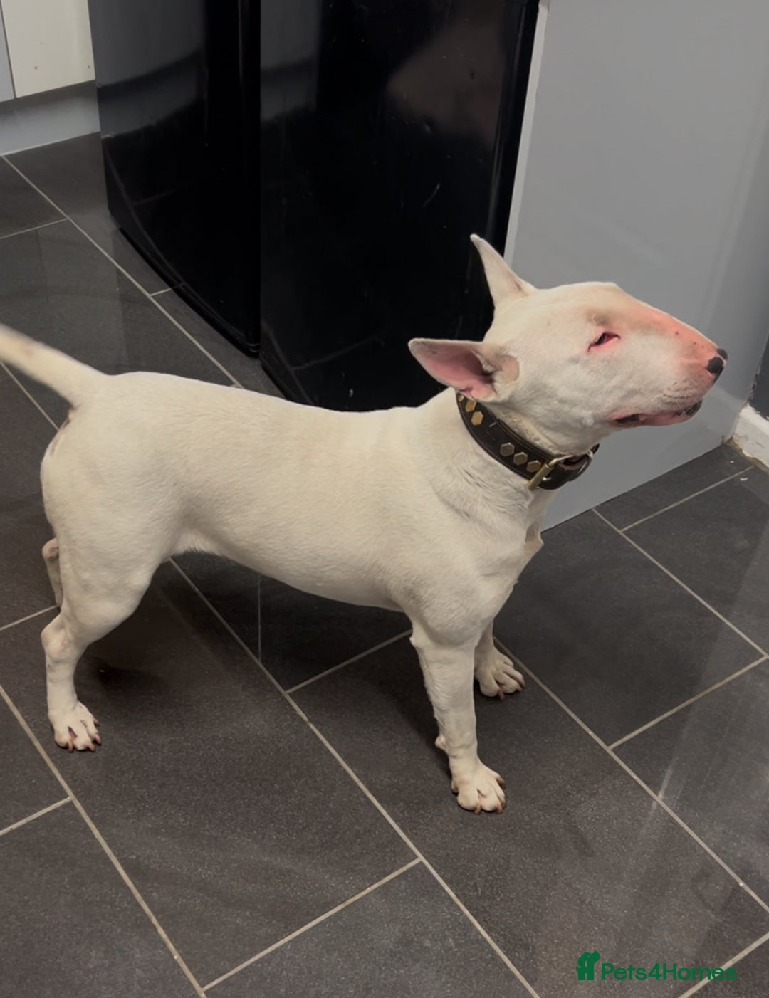 English Bull Terrier dogs for sale: Ready to leave !!! champion bloodlines kc reg - Image 2
