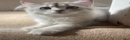 Scottish Fold cats for sale: Scottish Fold and straight  - Advert 3