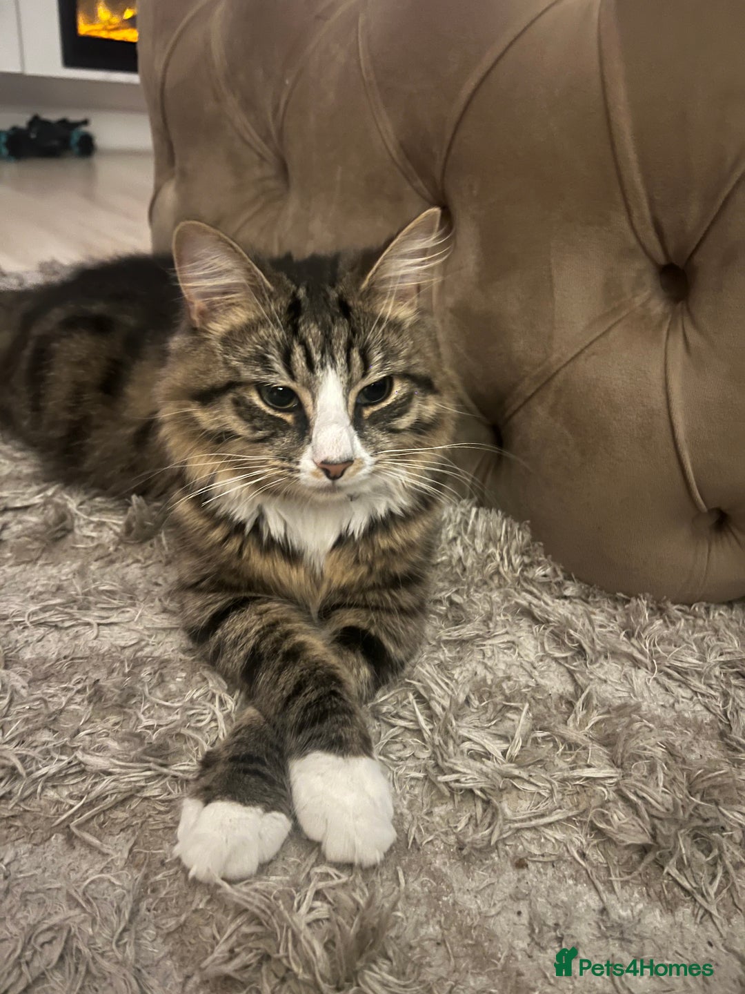 British Longhair cats for sale: Niles💙 - Image 2