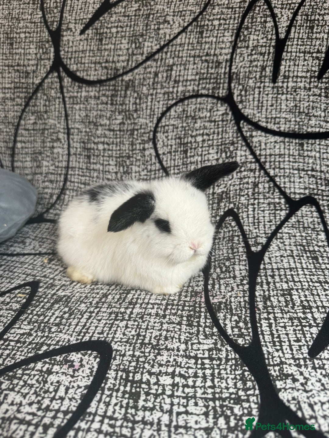 Mini Lop rabbits for sale: Baby mini lops  - Advert 7