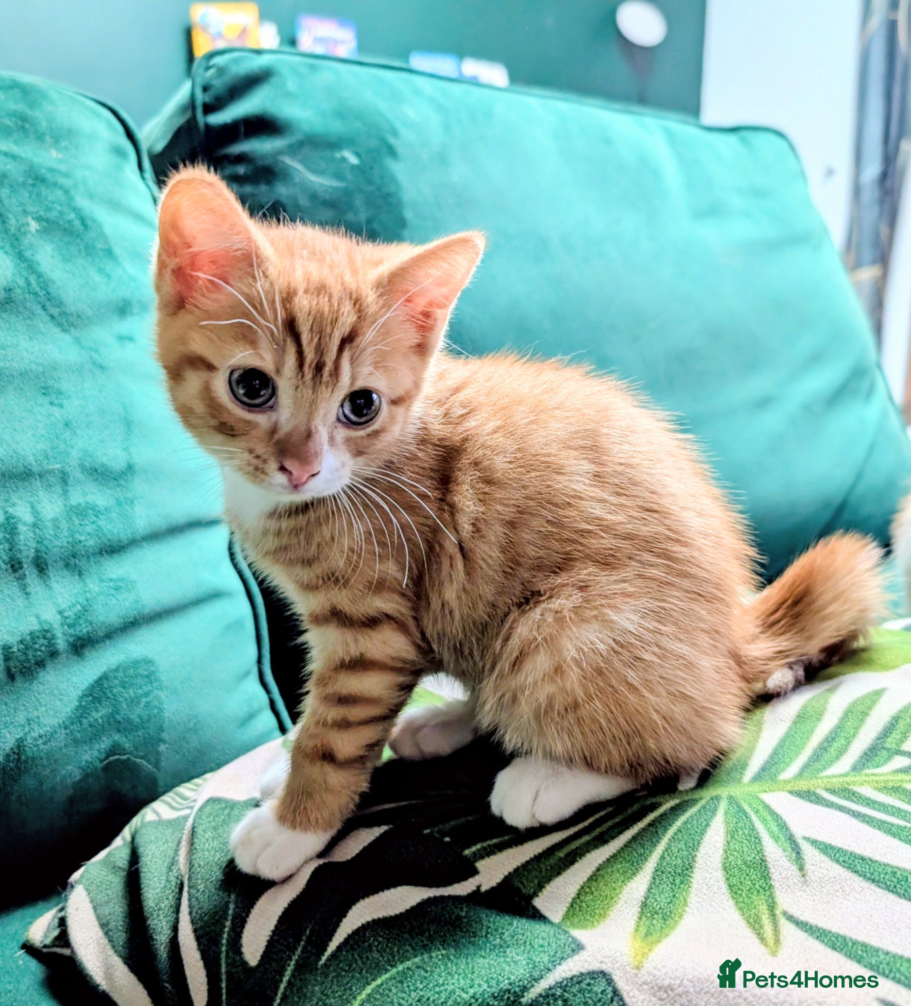 Mixed Breed cats Beautiful kittens for sale  - Advert 5