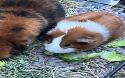 Guinea Pig rodents for sale: Mum & Baby female  - Advert 7