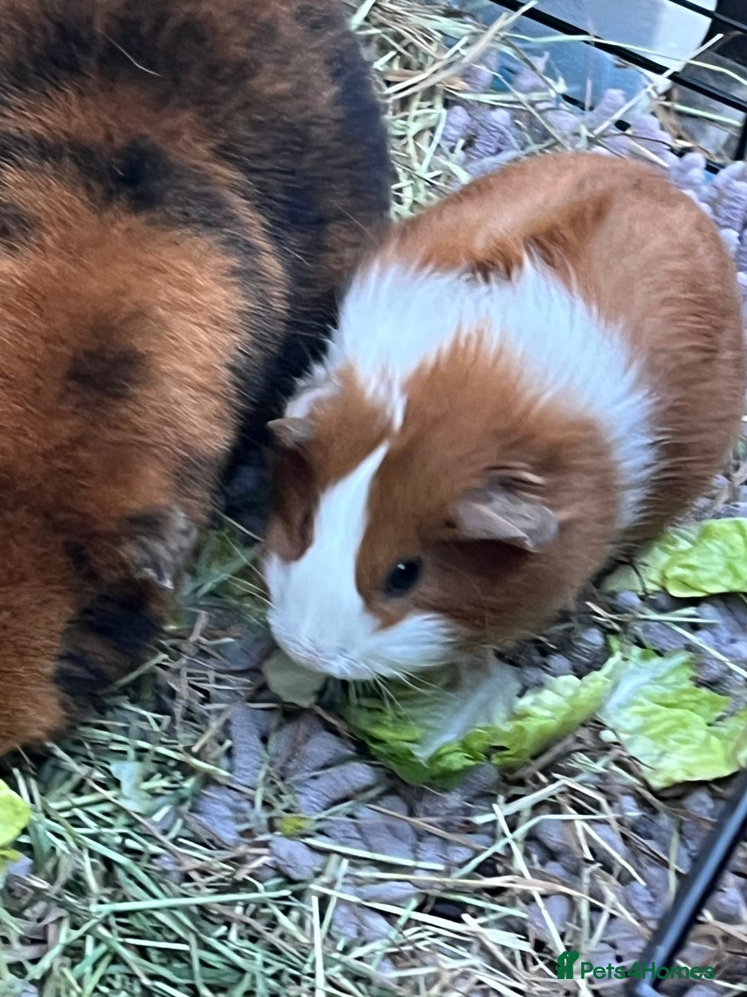 Guinea Pig rodents for sale: Mum & Baby female  - Advert 7