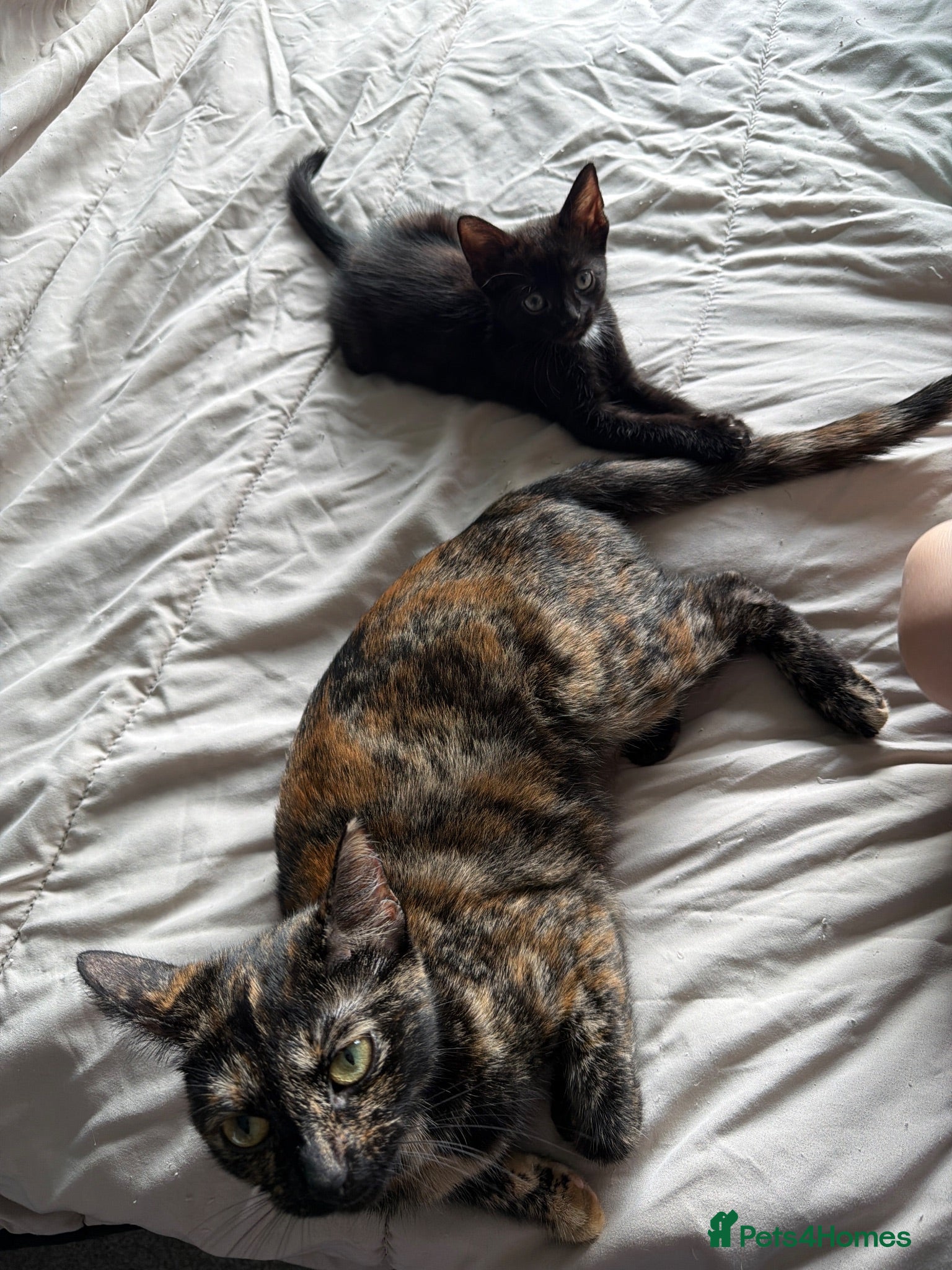 Mixed Breed cats Black and white male kittens  - Advert 1