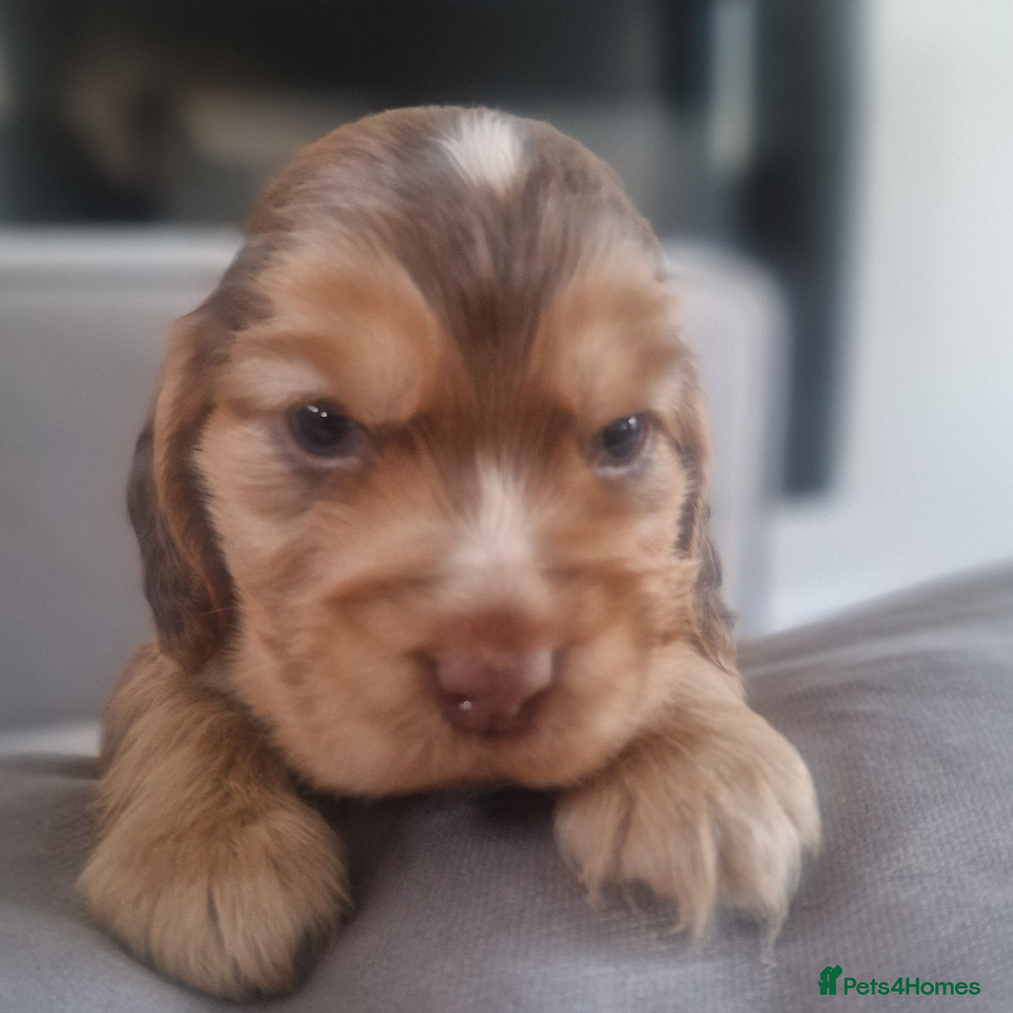 Cocker Spaniel dogs !!KC Registered Beautiful Cocker Spaniels!!!  - Advert 2