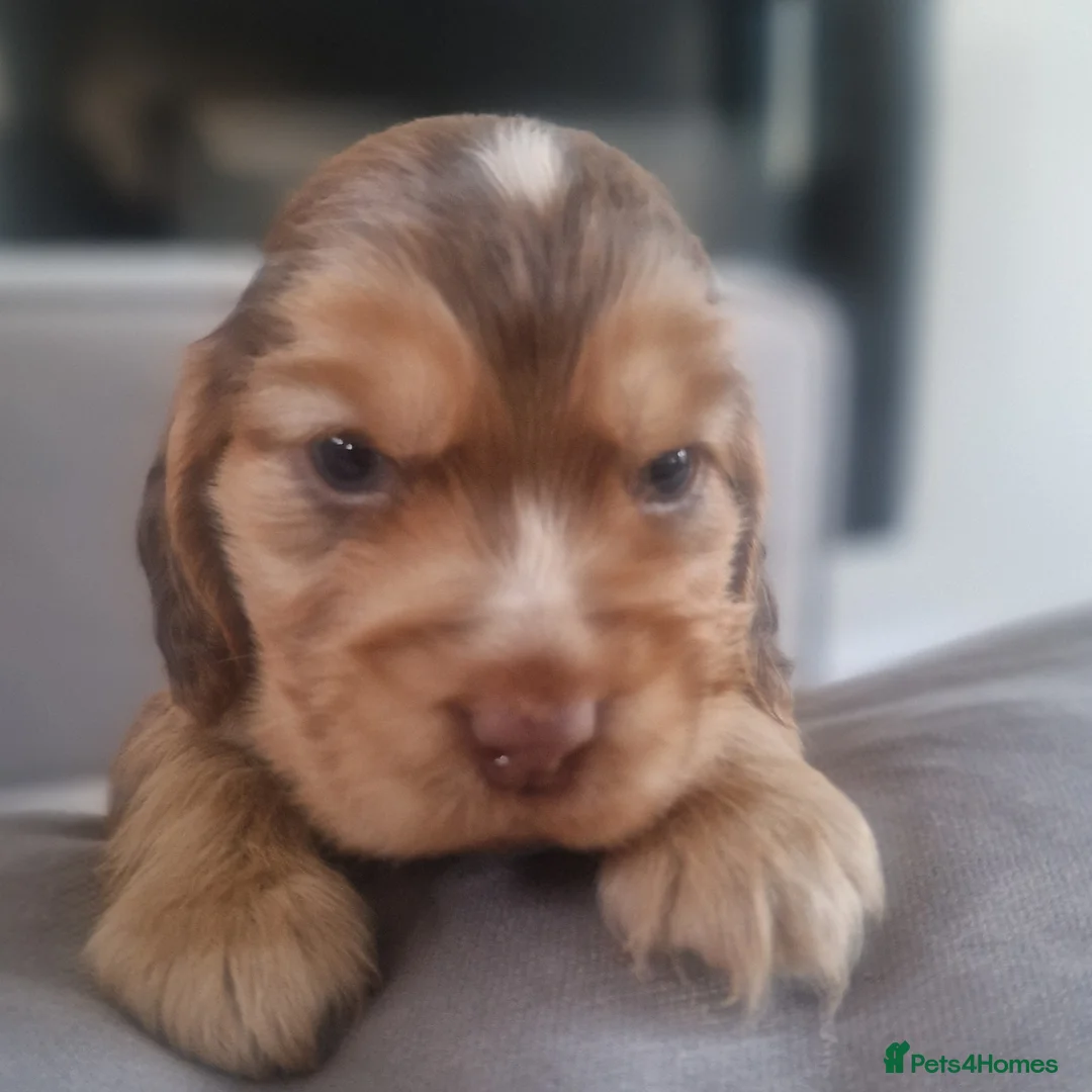 Cocker Spaniel dogs for sale: !!KC Registered Beautiful Cocker Spaniels!!!  - Advert 1