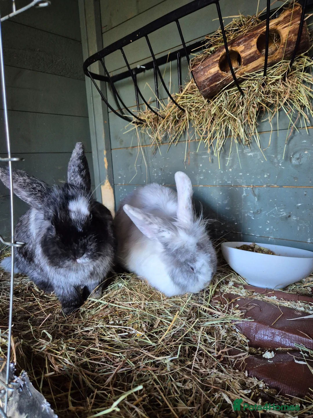 Mixed Breed rabbits for sale: Bonded pair lionhead x dwarf lop females  - Advert 1
