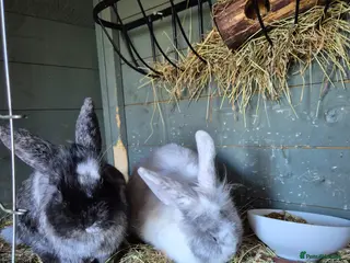 Mixed Breed rabbits Bonded pair lionhead x drawf lop females - Advert 1
