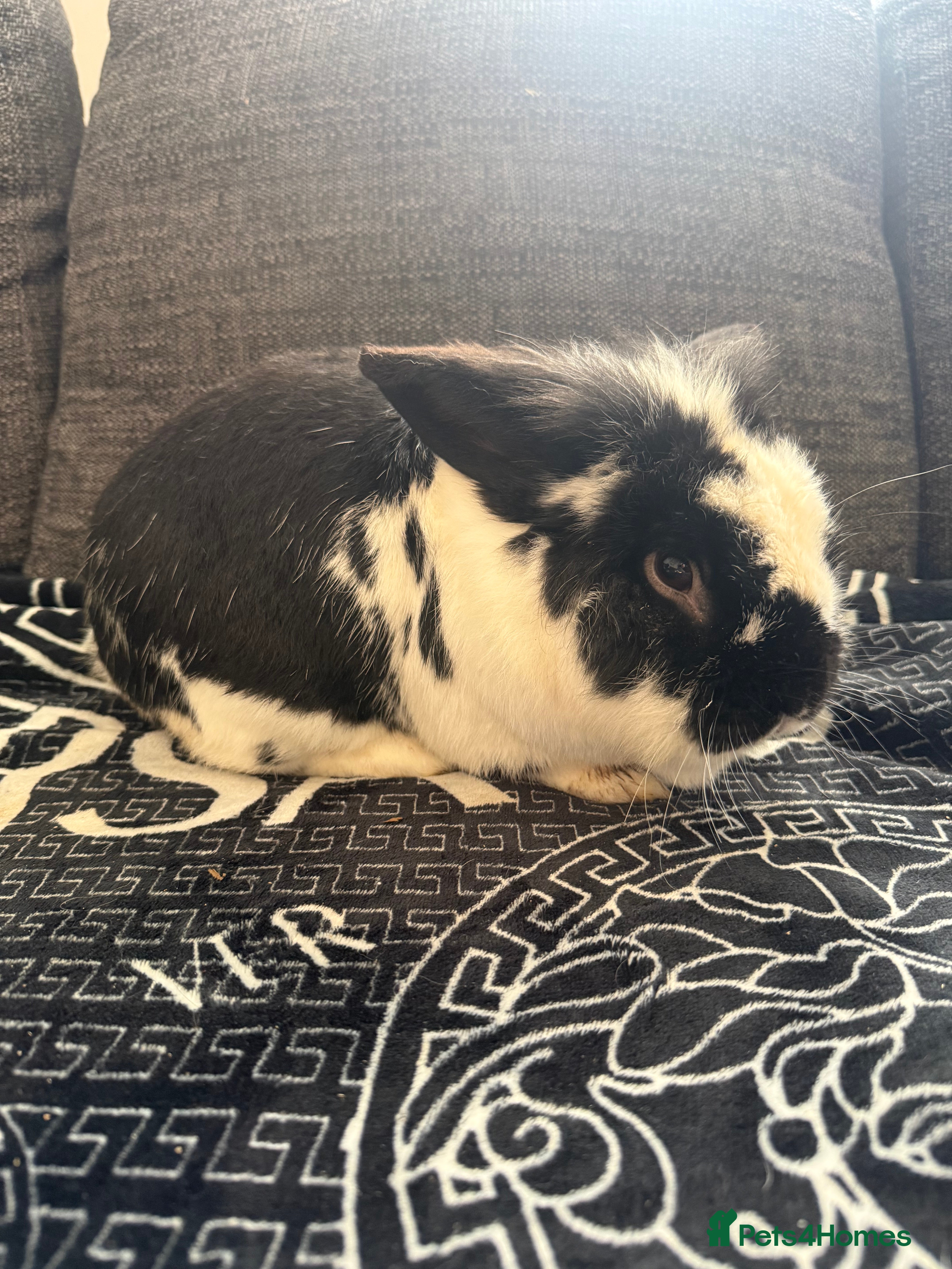 Mixed Breed rabbits 1 male Rabbits 💙 - Advert 23