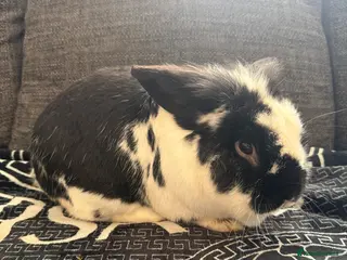 Mixed Breed rabbits 1 male Rabbits 💙 - Advert 23