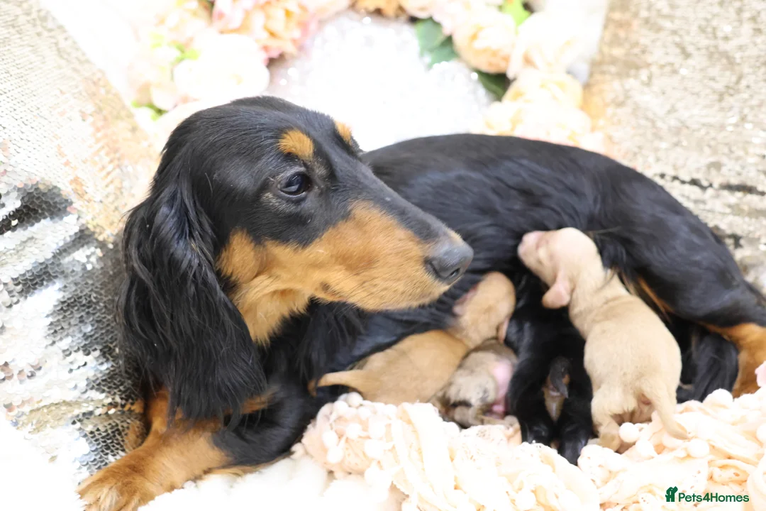 Miniature Dachshund dogs for sale: KC Miniature Dachshund Longhair Puppies - Advert 19