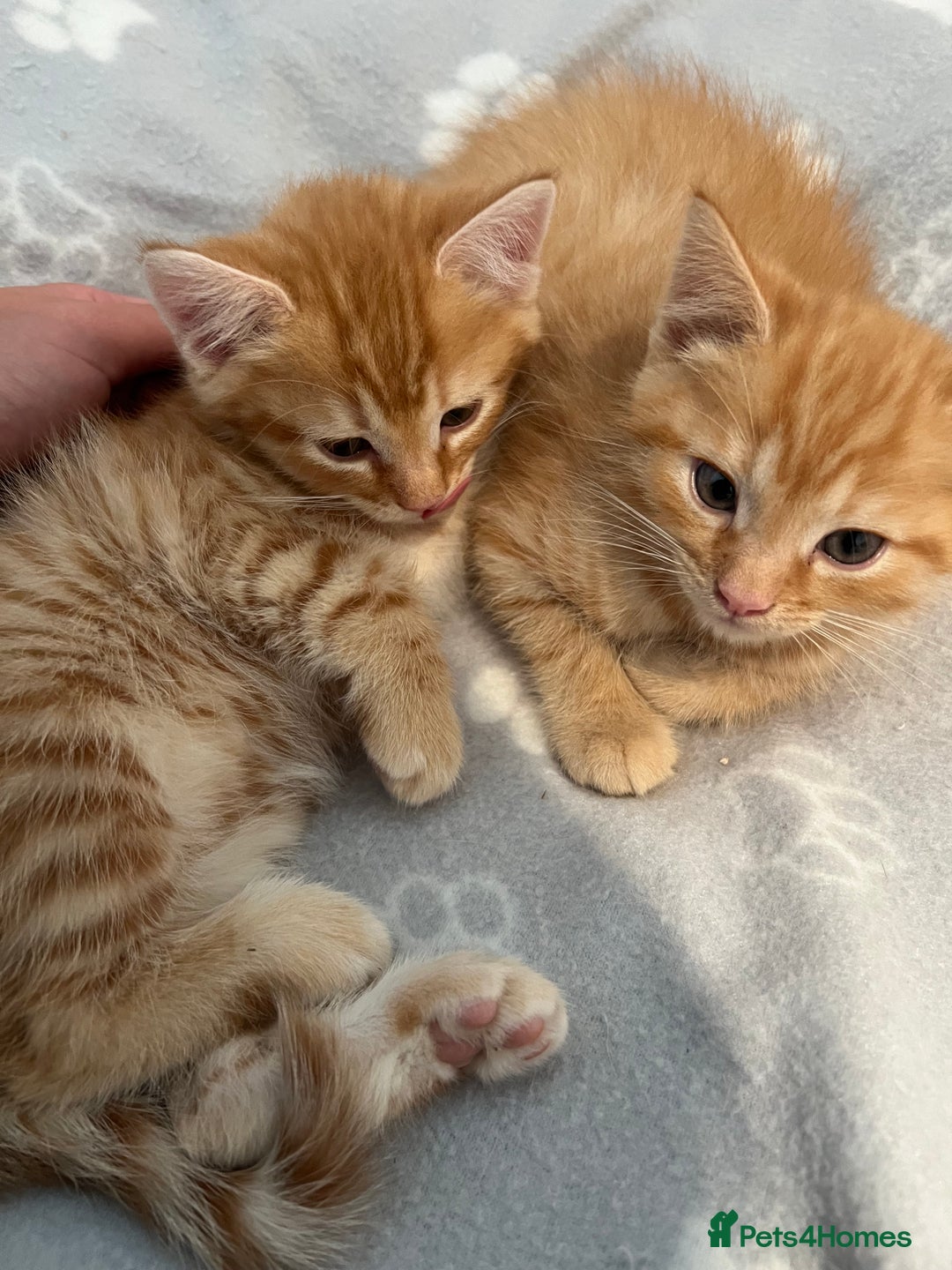 Persian cats for sale: Cute Ginger Male Kittens For Sale  - Advert 3