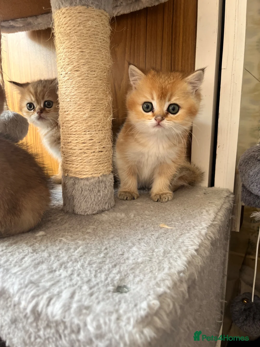 British Shorthair cats for sale: Black golden shaded GCCF registered  - Advert 2