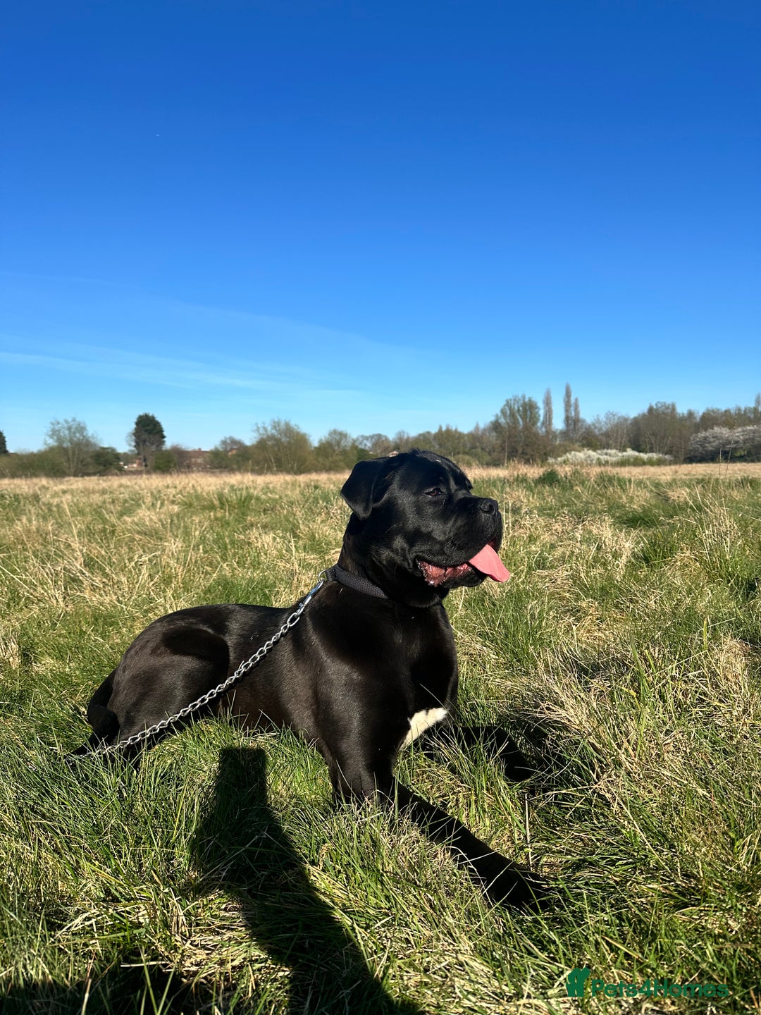 Cane Corso dogs for sale: Beautiful Female Cane corso - Image 1