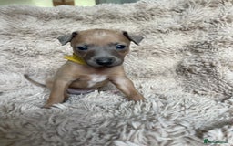 Mixed Breed dogs for sale: 3/4 Italian greyhound puppies  - Image 24