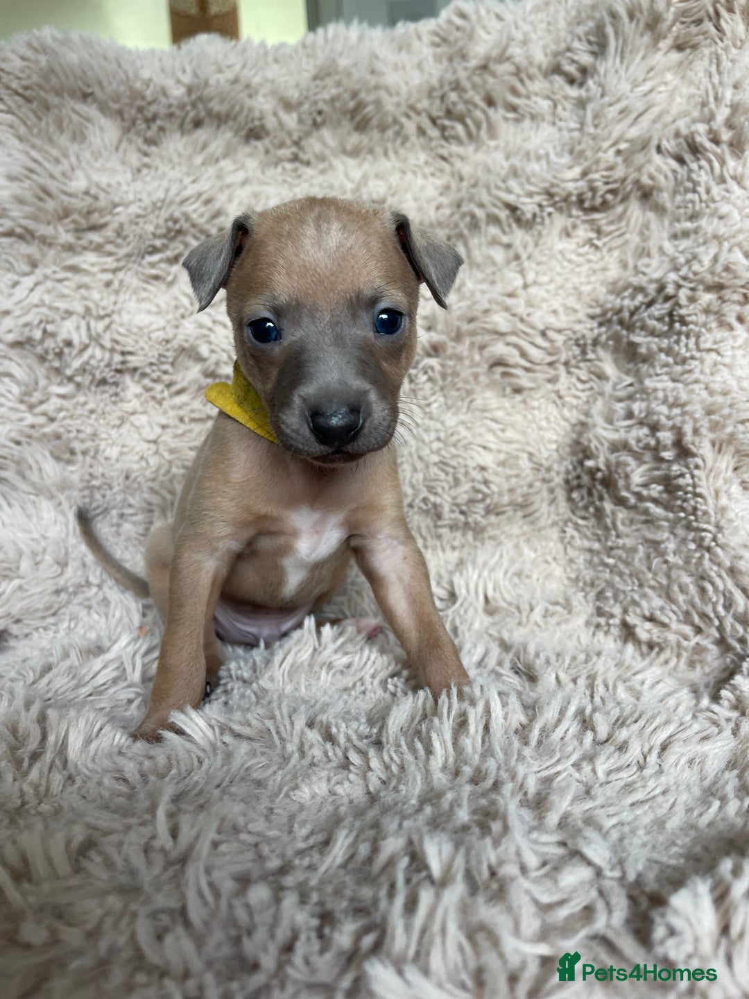 Mixed Breed dogs for sale: 3/4 Italian greyhound puppies  - Image 24