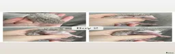 Pygmy Hedgehog rodents for sale: Beautiful Pygmy Hedgehogs  - Advert 2