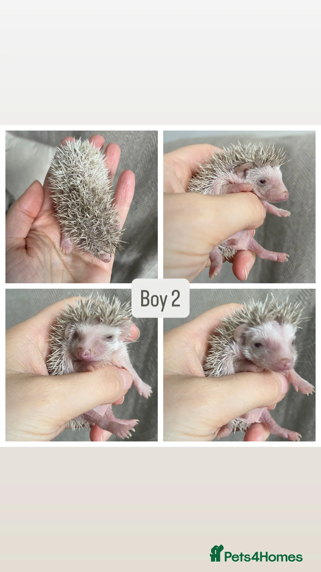 Pygmy Hedgehog rodents for sale: Beautiful Pygmy Hedgehogs  - Advert 2