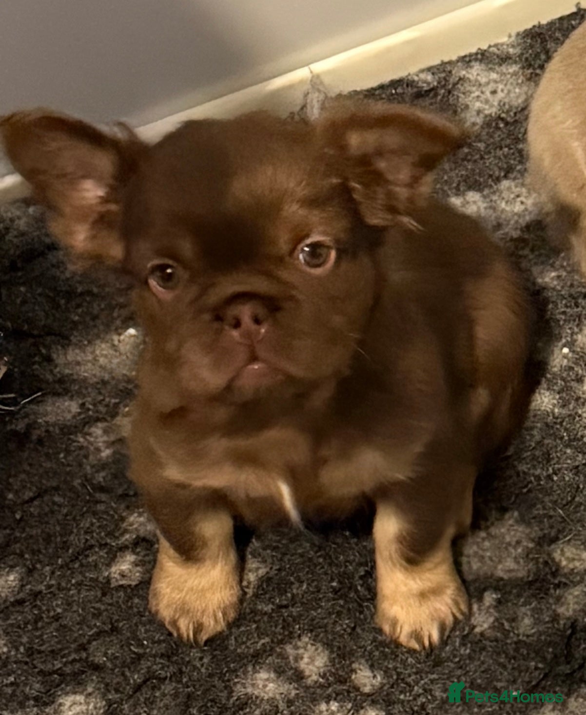 French Bulldog dogs Last girl left ready to leave  - Advert 18