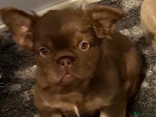 French Bulldog dogs Last girl left ready to leave - Advert 6