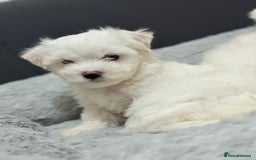 Maltese dogs for sale: Maltese puppy’s  - Image 11