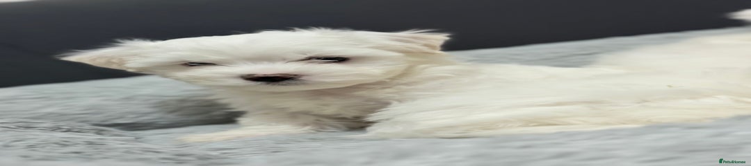 Maltese Puppy 1